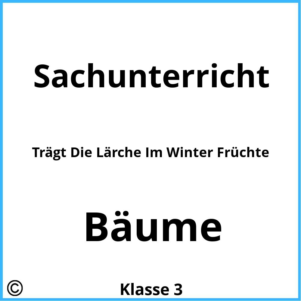 Trägt Die Lärche Im Winter Früchte