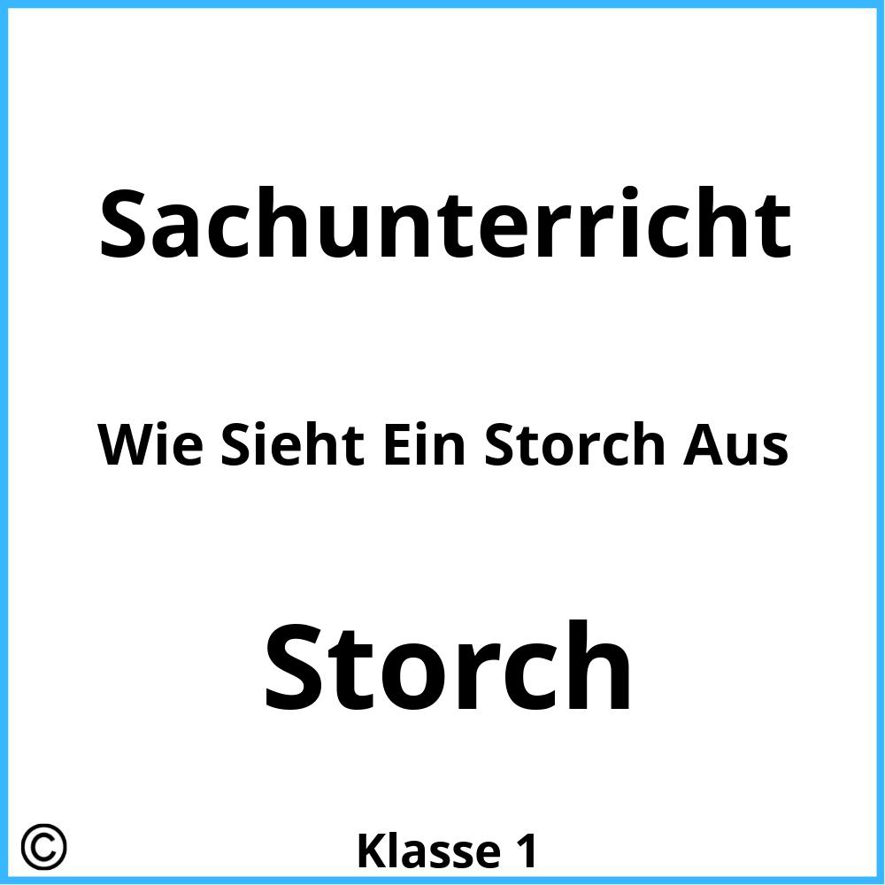 Wie Sieht Ein Storch Aus