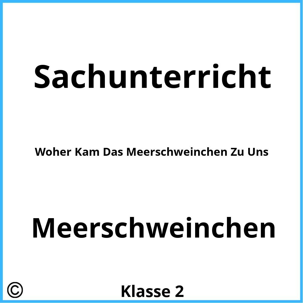 Woher Kam Das Meerschweinchen Zu Uns